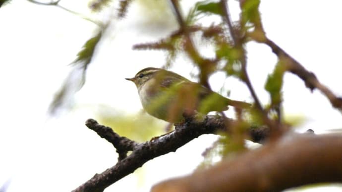 粟島の野鳥たち キマユムシクイ