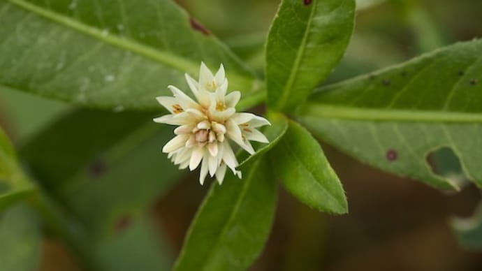 これが、かの悪名高き、あの植物の花だったのか……