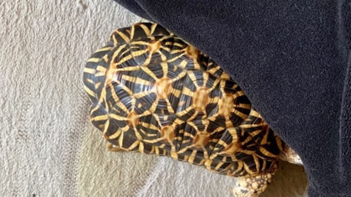 ☆ホシガメ☆自由なカメ🐢ですw(*^^*ゞ