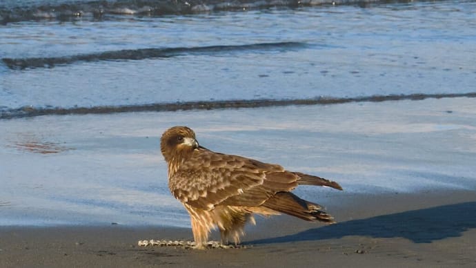 虎浜のトンビ ・・・ 11月25日