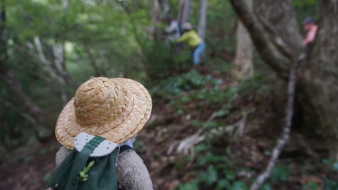 ロープを握り登る山道。久多の山の自然観察と保全活動「ビーバーの山」の活動