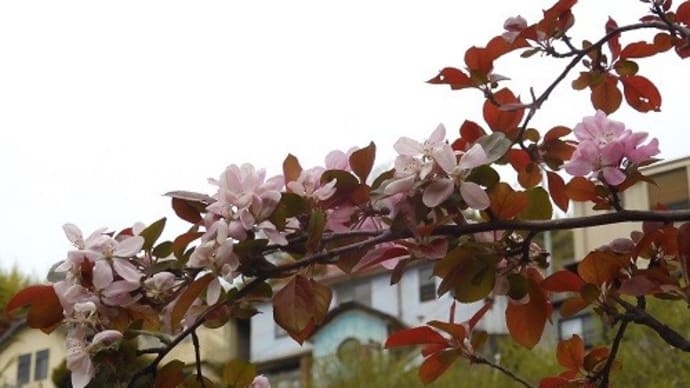 街歩きで見かけた木々の花、再び。