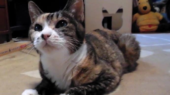 完全室内飼いだったから長寿猫になれたのね