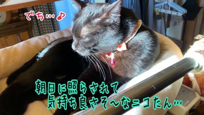 朝日との相性が最悪なオンニャ