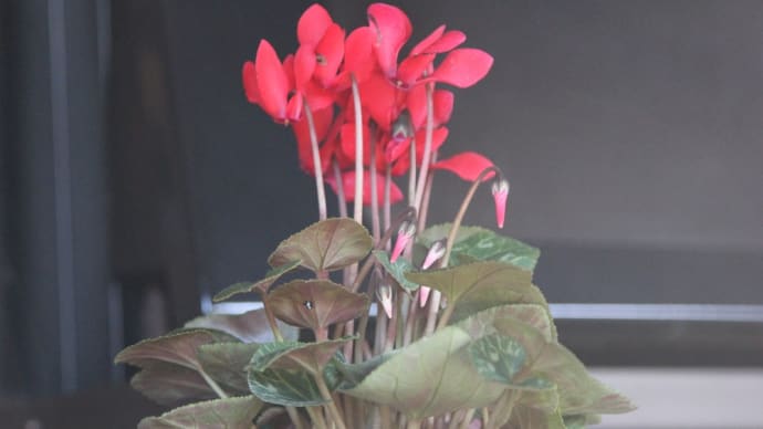 白菜のお漬物