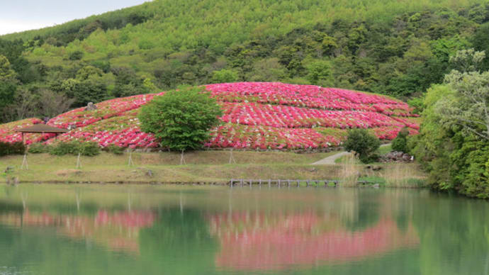 菅無田公園のつつじと千畳敷