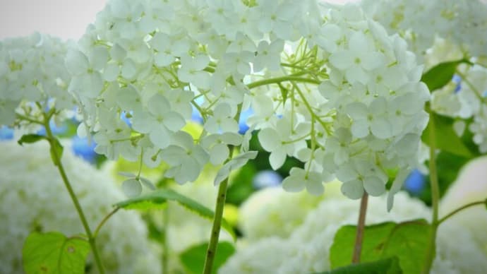 晴好雨奇　墜栗花（梅雨入り）