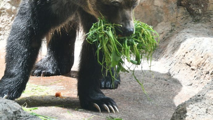ポンさん お食事中