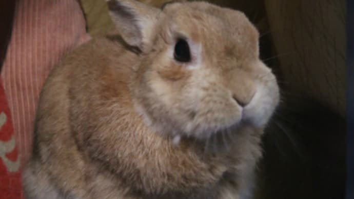 ちょっとだけ、むぎまる君 2019(その24)今頃、むぎまる君