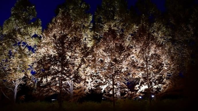 神戸市立森林植物園 ライトアップ