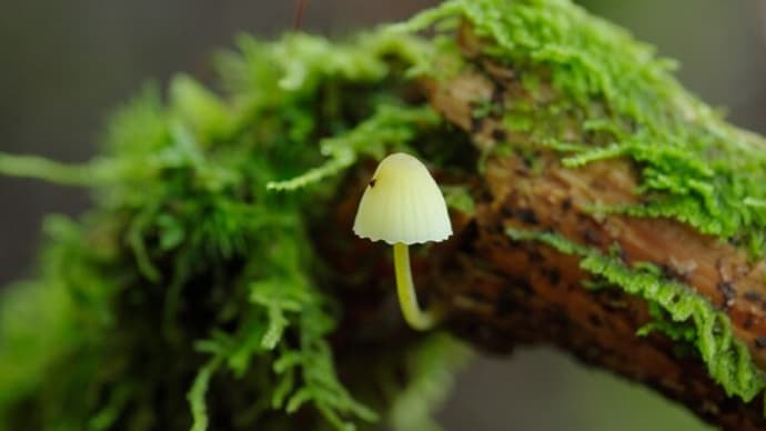 苔物語(🍄)