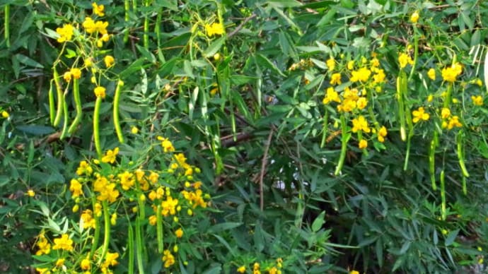 薬草園は秋 その2