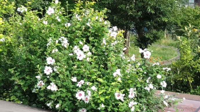 季節の花 むくげ
