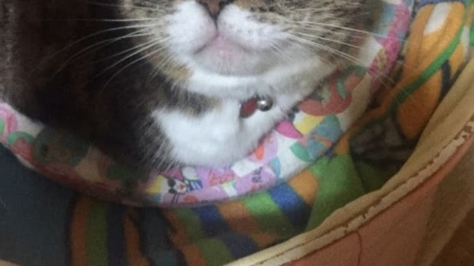 ヨガの後は引きこもりチクチク