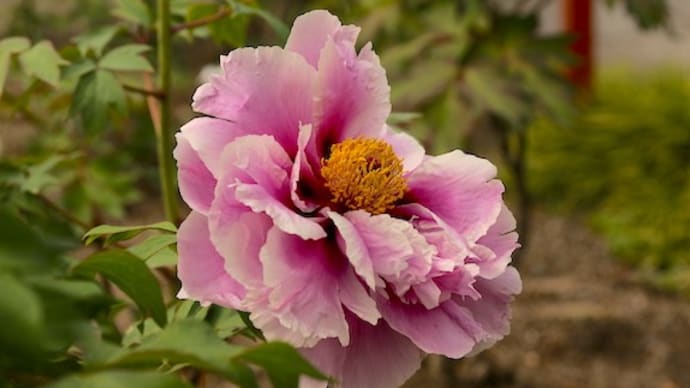 なぜか花の内側がよく見える