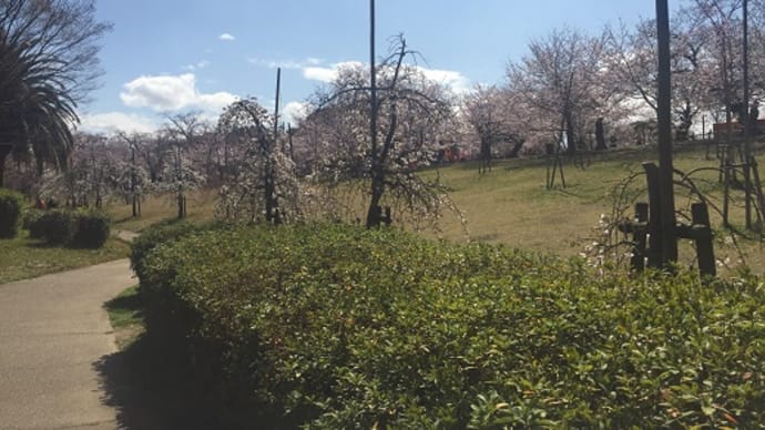 桜の花見へ