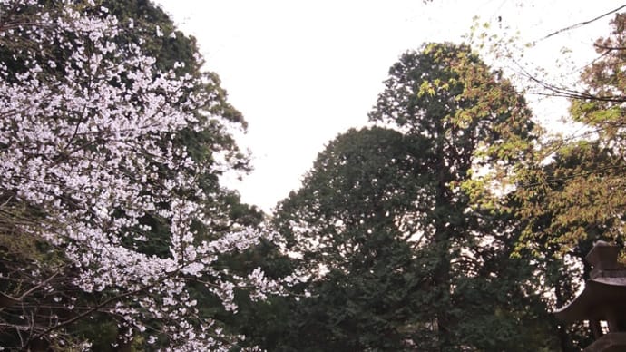 新長谷寺の桜