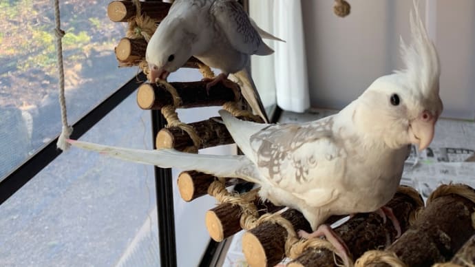 オカメインコ、WFシナモンパールパイドが1人餌になりました