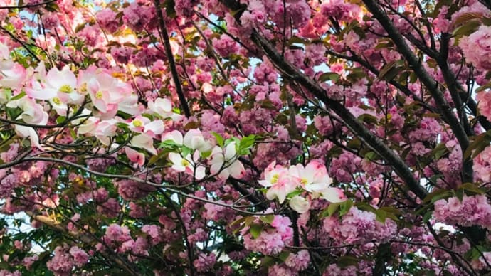 ハナミズキと八重桜
