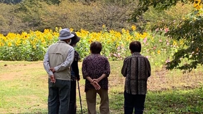 隠れた名所🌻