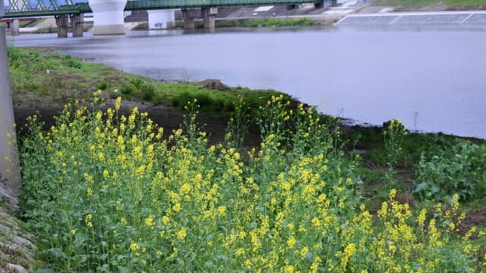 イオンモール堺鉄砲町「せせらぎの杜」から大和川河川敷