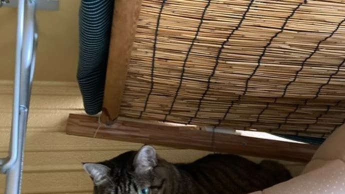 犬と猫との暮らし~三郷和裁教室日は毎週水曜日開講しています~