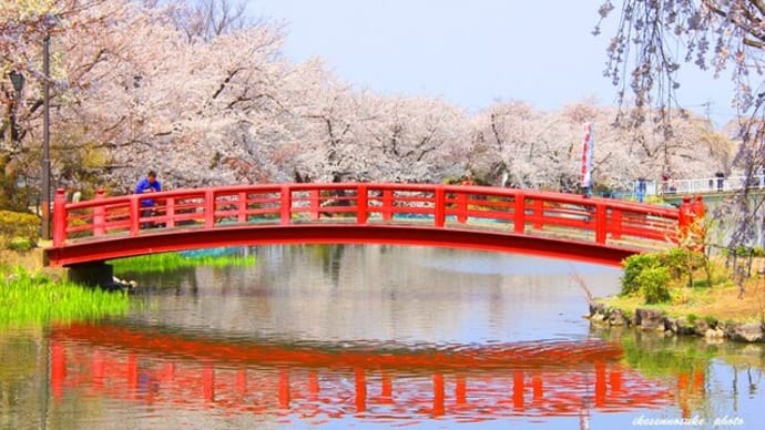 信州・長野市近郊でも桜三昧を……!(後編)