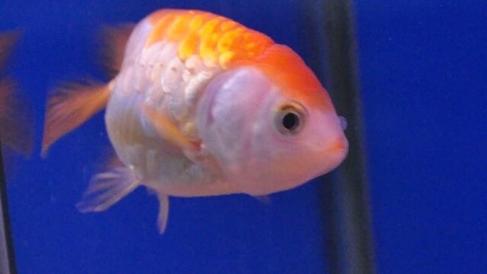 どらごんすけいるらんちう近況