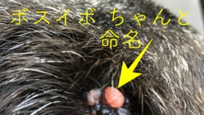 イボちゃん(その後2)