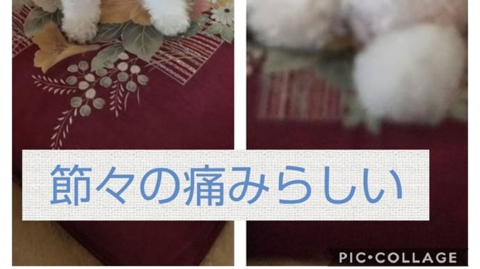 ぷりん確実に老化してる