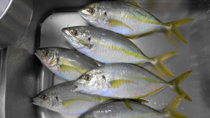 釣りたかった魚が縞鯵