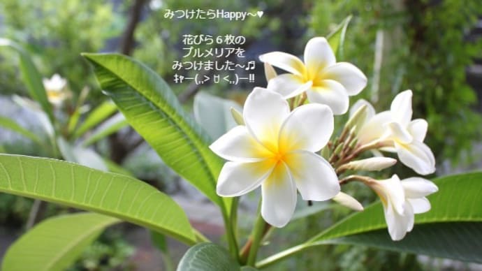 雑貨市場はお盆も通常通りの営業☆またまた6枚の花びらのプルメリアみつけました(ෆ`꒳´ෆ) ˡºᵛᵉ❤⃛