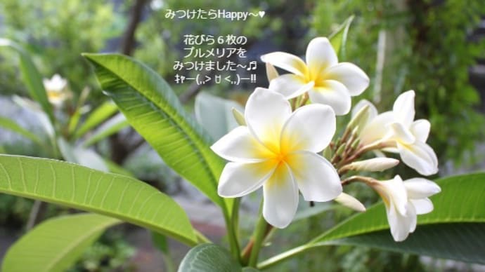 雑貨市場はお盆も通常通りの営業☆またまた６枚の花びらのプルメリアみつけました(ෆ`꒳´ෆ) ˡºᵛᵉ❤⃛