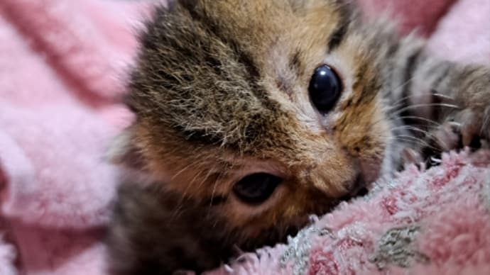 日に日に猫らしく!