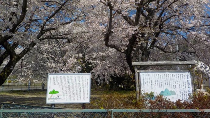 2023年東近江の桜 　東近江市・太郎坊宮周辺にある蛭子神社（八日市市庭の発祥地）の桜