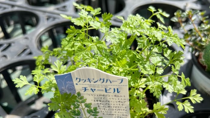 ハーブが店頭に 新講座産みの苦しみ