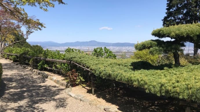 日本一の松、善峯寺の「遊龍の松」