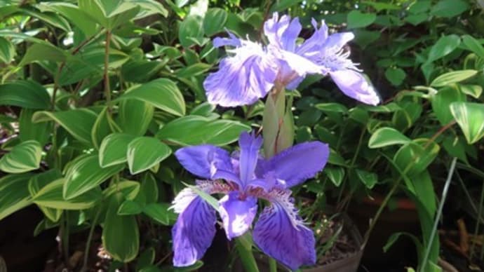 イチハツの花