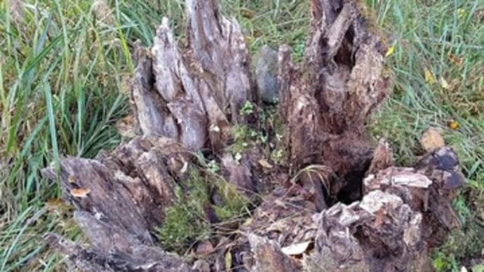大桑の命の終わり、または命の始まり