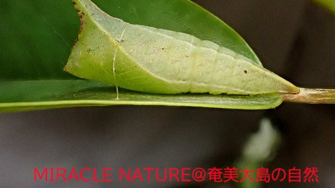 劇的変化:ミカドアゲハ幼虫→前蛹→蛹