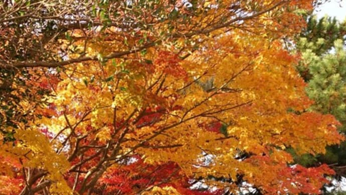 湊山公園の紅葉　11月23日撮影分