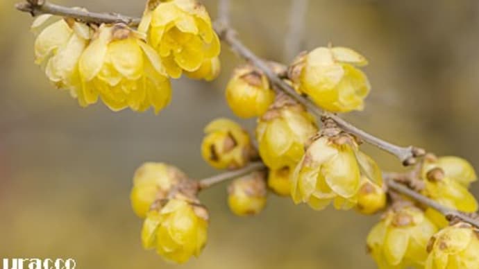 わち山野草の森