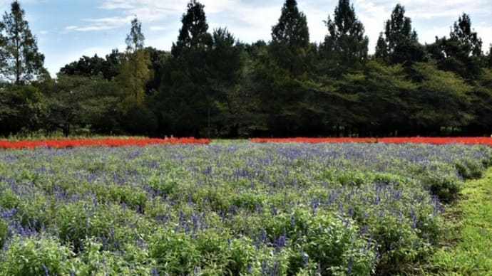 大宮花の丘農林公苑 花散歩