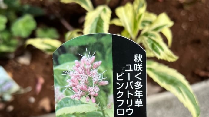 斑入り葉のフジバカマ*ユーパトリウムピンクフロスト*地下茎で増える植物をどう植える?