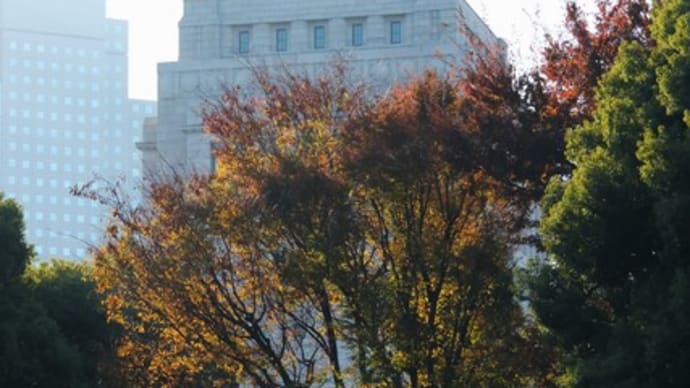 都心の紅葉と黄葉