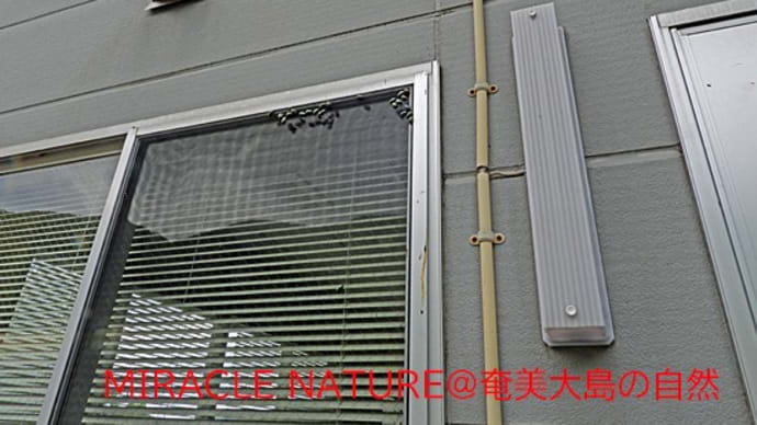 アオドウガネを捕食:イソヒヨドリ