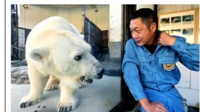 12/27(火)とべ動物園の『ピース』朝日新聞・夕刊に〜ピースと育ての母『高市さん』🎵夜明けのスキャット🎵