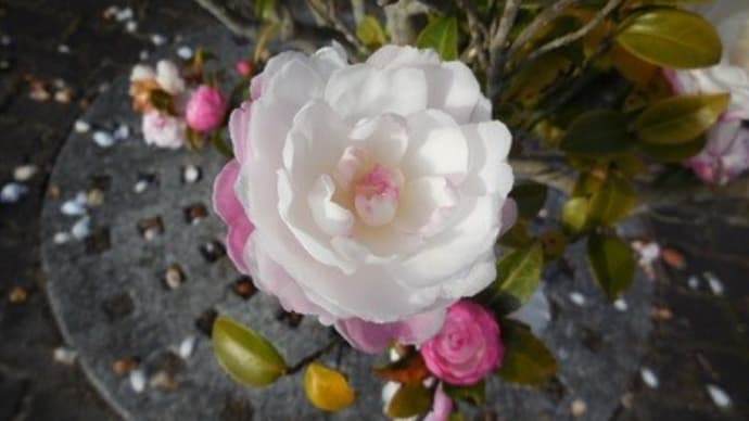 9、なま栗をたべる ⑤