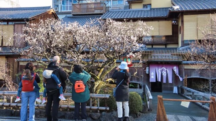 祇園白川　花　鷺　猫