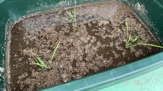 稲を植える